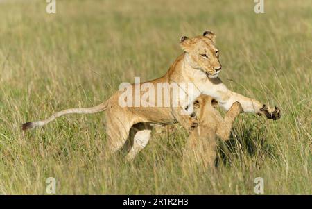 Lioness jouant avec les petits (Panthera leo) Banque D'Images