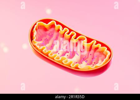 3D rendu d'une mitochondrie, une organelle trouvée dans les cellules eucaryotes, avec membranes externes et internes. Vue en coupe des mitochondries. Médical c Banque D'Images