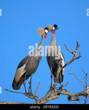 Grues couronnées (Balearia regulorum), paire sur un arbre, réserve de Masai Mara, Kenya. Banque D'Images