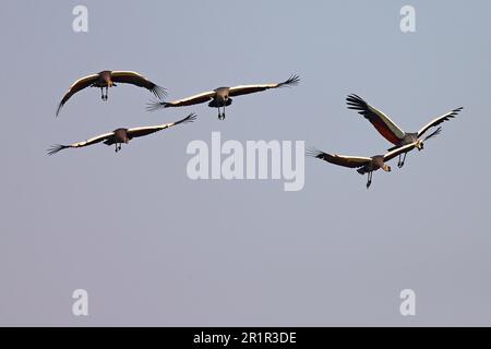 Un groupe de grues à couronne volantes (Balearia pavonina). Parc national de South Lungwa, Zambie | Banque D'Images