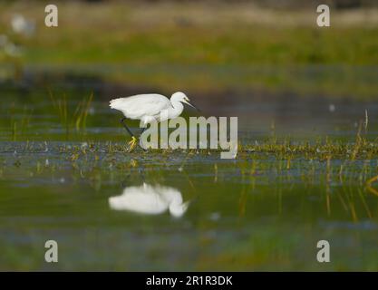 Little Egret (Egretta garzetta), marais de la rivière Bot, Overberg, Afrique du Sud Banque D'Images