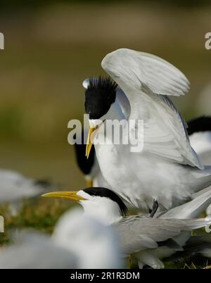 Swift Tern (Thalasseus bergii), marais de la rivière Bot, Overberg, Afrique du Sud Banque D'Images