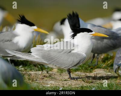 Swift Tern (Thalasseus bergii), marais de la rivière Bot, Overberg, Afrique du Sud Banque D'Images