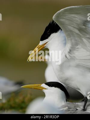 Swift Tern (Thalasseus bergii), marais de la rivière Bot, Overberg, Afrique du Sud Banque D'Images