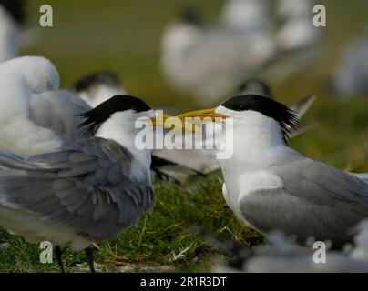 Swift Tern (Thalasseus bergii), marais de la rivière Bot, Overberg, Afrique du Sud Banque D'Images