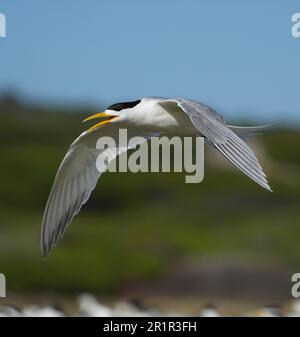 Swift Tern (Thalasseus bergii), marais de la rivière Bot, Overberg, Afrique du Sud Banque D'Images