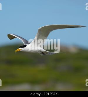 Swift Tern (Thalasseus bergii), marais de la rivière Bot, Overberg, Afrique du Sud Banque D'Images