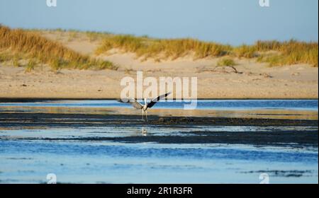 Héron gris (Ardea cinerea), lagune de la rivière Bot, Overberg, Afrique du Sud Banque D'Images