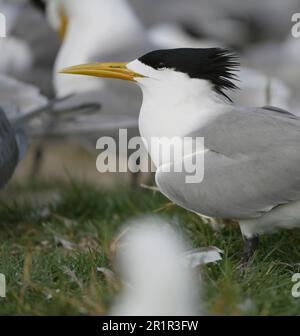 Swift Tern (Thalasseus bergii), marais de la rivière Bot, Overberg, Afrique du Sud Banque D'Images