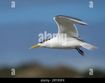 Swift Tern (Thalasseus bergii), marais de la rivière Bot, Overberg, Afrique du Sud Banque D'Images