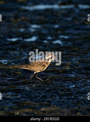 Pluvier de Kittlitz (Charadrius pecuarius), marais de la rivière Bot, Overberg, Afrique du Sud Banque D'Images