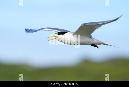 Swift Tern (Thalasseus bergii), marais de la rivière Bot, Overberg, Afrique du Sud Banque D'Images