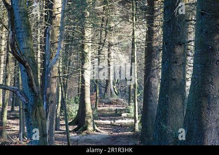 Woodland entoure les réservoirs de Roddlesworth près de Blackburn avec Darwen lors d'un jour d'hiver Lancashire Angleterre Banque D'Images