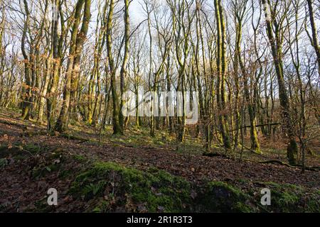 Woodland entoure les réservoirs de Roddlesworth près de Blackburn avec Darwen lors d'un jour d'hiver Lancashire Angleterre Banque D'Images