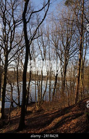 Woodland entoure les réservoirs de Roddlesworth près de Blackburn avec Darwen lors d'un jour d'hiver Lancashire Angleterre Banque D'Images