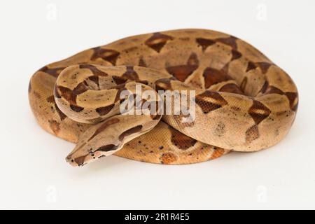 Serpent de la Boa Constrictor de saumon isolé sur fond blanc Banque D'Images