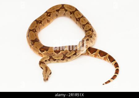 Serpent de la Boa Constrictor de saumon isolé sur fond blanc Banque D'Images