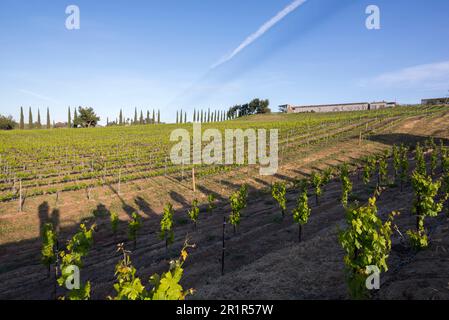 Vue panoramique sur les vignobles de Temecula, Californie au printemps. Banque D'Images