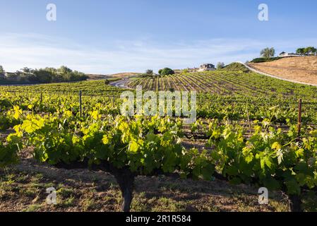 Vue panoramique sur les vignobles de Temecula, Californie au printemps. Banque D'Images