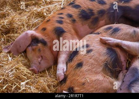 États-Unis, AGRICULTURE, droit et affaires, 14/05/2023. Questions constitutionnelles soulevées aux États-Unis concernant les lois de l'État et la levée des truies de Stat. Banque D'Images