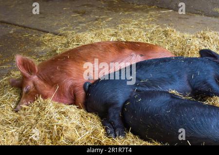 États-Unis, AGRICULTURE, droit et affaires, 14/05/2023. Questions constitutionnelles soulevées aux États-Unis concernant les lois de l'État et la levée des truies de Stat. Banque D'Images