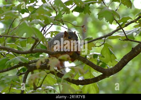 Un écureuil roux (ou oriental) de renard, sciurus niger, est assis sur une branche d'un chêne et regarde prudemment le photographe. Banque D'Images