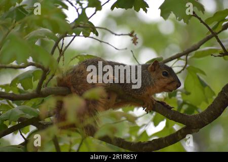 Un écureuil roux (ou oriental) de renard, sciurus niger, est assis sur une branche d'un chêne et regarde prudemment le photographe. Banque D'Images