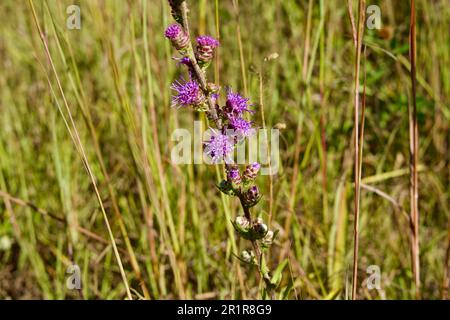 Un gros plan de Liatris aspera (étoile flamboyante) en pleine croissance dans un champ Banque D'Images