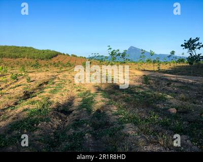 Zone agricole de plantation de caoutchouc dans le sud de la Thaïlande, caoutchouc latex, jardin d'arbre de caoutchouc Para Banque D'Images
