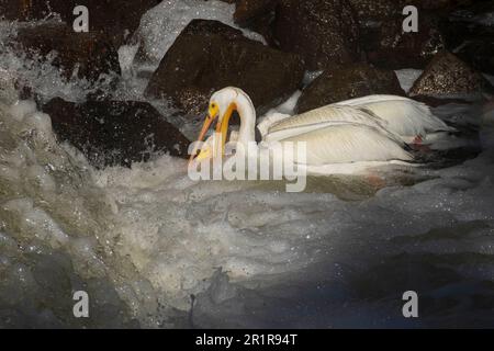 Pélicans blancs (Pelecanus erythrorhynchos) chasse au poisson à la base du barrage de Pine Creek près du lac Eagle, dans le comté de Lassen, Californie, États-Unis. Banque D'Images