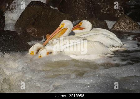 Pélicans blancs (Pelecanus erythrorhynchos) chasse au poisson à la base du barrage de Pine Creek près du lac Eagle, dans le comté de Lassen, Californie, États-Unis. Banque D'Images