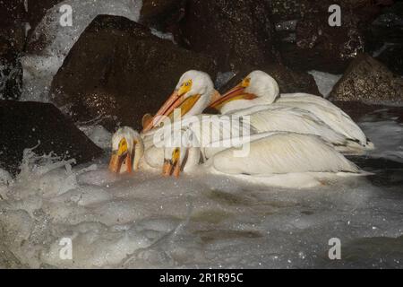 Pélicans blancs (Pelecanus erythrorhynchos) chasse au poisson à la base du barrage de Pine Creek près du lac Eagle, dans le comté de Lassen, Californie, États-Unis. Banque D'Images