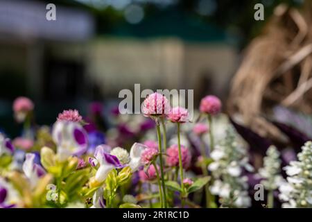 Un gros plan de l'amarante du globe (Gomphrena globosa) qui pousse dans un jardin vert Banque D'Images