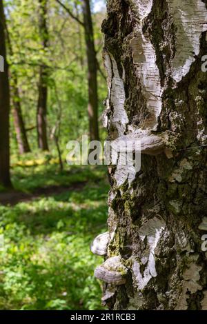 Cônes fongiques sur un tronc d'arbre Banque D'Images