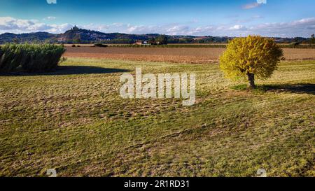 Arbre isolé dans un champ de la vallée du po (Pianura Padana), Piémont, Italie Banque D'Images