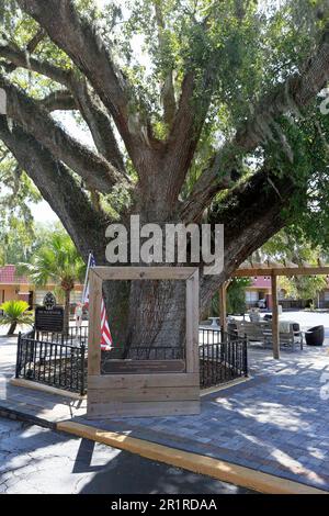 l'ancien sénateur vit chêne, st. augustine, floride, états-unis Banque D'Images