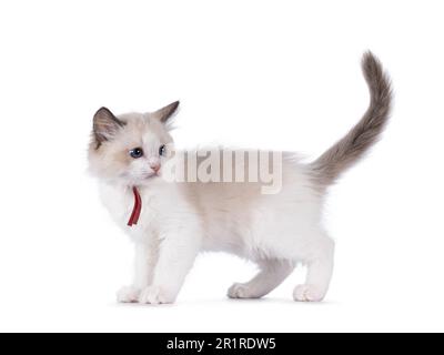 Mignon bicolore Ragdoll chat chaton, debout sur les côtés. En regardant par-dessus l'épaule loin de l'appareil photo avec les yeux bleus. Isolé sur un fond blanc. Banque D'Images