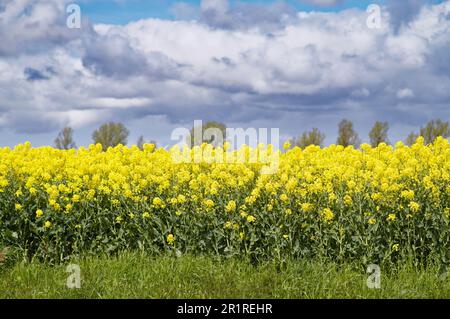 Champ de colza en pleine floraison au printemps, Frise orientale, Basse-Saxe, Allemagne Banque D'Images
