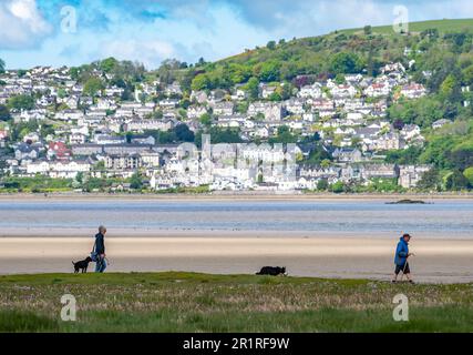 Arnside, Milnthorpe, Cumbria, Royaume-Uni. 15th mai 2023. Chien marchant lors d'une belle journée sur l'estuaire du Kent avec Grange-over-Sands comme toile de fond, Cumbria. Crédit : John Eveson/Alamy Live News Banque D'Images