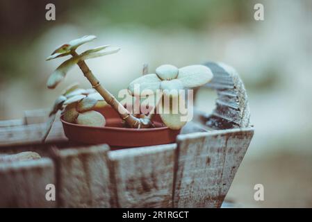 Gros plan d'un succulent qui pousse dans un pot de plante Banque D'Images