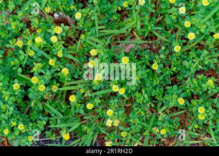 Une bande de trèfle à bas houblon qui pousse près du sol avec peu de fleurs jaunes vives rondes et une petite brochure qui pousse entre l'herbe au printemps Banque D'Images