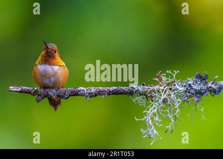 Un colibri Rufous (Selasphorus rufus) mâle coloré perché sur une branche. Banque D'Images