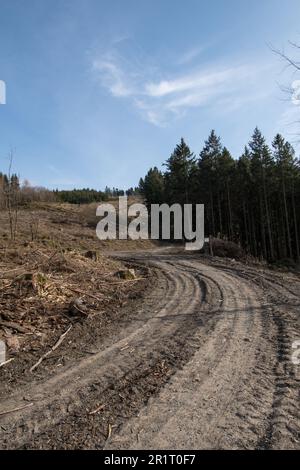 Vue sur le paysage avec la forêt dégagée dans la zone allemande appelée Rothaargebirge près de la ville de Bad Berleburg Banque D'Images