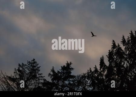 Un oiseau en vol au-dessus des arbres Banque D'Images