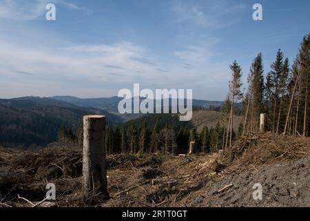 Vue sur le paysage avec la forêt dégagée dans la zone allemande appelée Rothaargebirge près de la ville de Bad Berleburg Banque D'Images