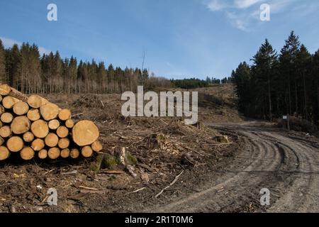 Vue sur le paysage avec la forêt dégagée dans la zone allemande appelée Rothaargebirge près de la ville de Bad Berleburg Banque D'Images