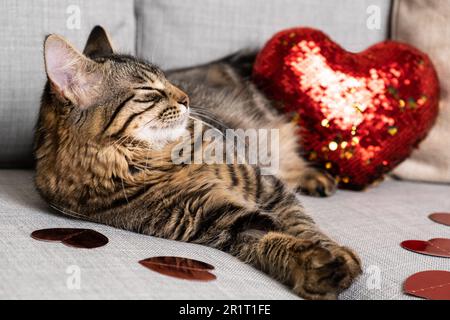 Mignon jeune chat dormant au cœur rouge sur le canapé, le jour de la Saint-Valentin du chat. Banque D'Images