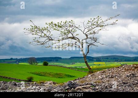 Silhouette d'arbre solitaire contre un ciel orageux près de Sheldon dans le parc national de Peak District Derbyshire Dales Angleterre Banque D'Images