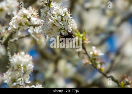 bourdon de queue collectant le pollen de la fleur de noir avec un arrière-plan flou Banque D'Images