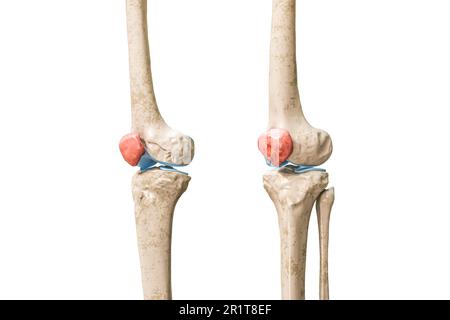 Patella ou os à genoux dans l'illustration de rendu rouge 3D isolée sur blanc avec espace de copie. Squelette humain et anatomie du genou, schéma médical, ostéolog Banque D'Images